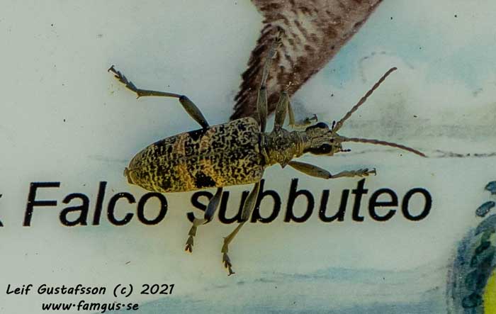 VC