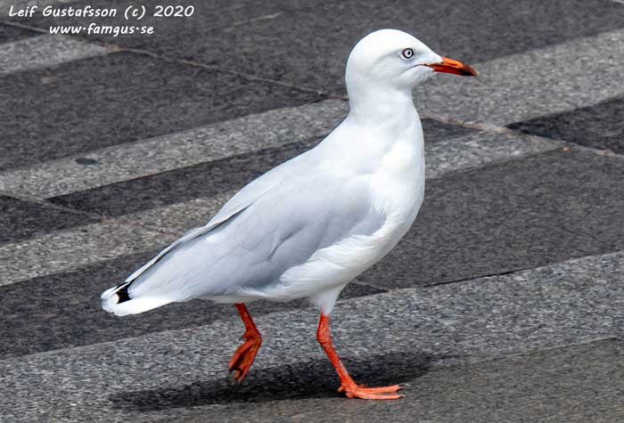 VC